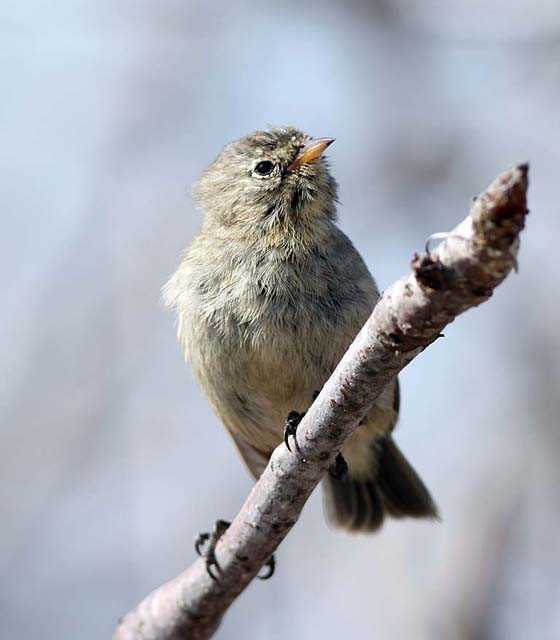 A most amazing variation of the finch template is shown by the Gray Warbler-Finch.